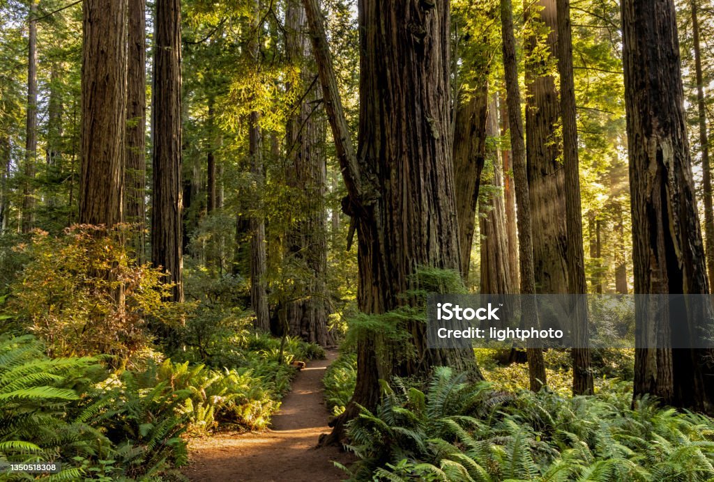 Lady Bird Johnson Grove, Redwood National Park (California)